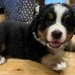 手足が短い『コロコロした赤ちゃん犬』→『このまま大きく育つかな』と思ったら、脚が…2歳になった『まさかの現在』に6万いいね「モデルみたい」
