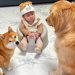 トイレに行っていたら、赤ちゃんと2匹の犬が…まさかの『内緒話を始める光景』が尊すぎると46万再生「癒しの力が半端ではない」「優しい時間」