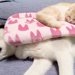 ハスキー犬の上で寝ている猫→犬が『特大のオナラ』をした結果…芸人顔負けな『コントのような光景』に8万いいね「笑ったｗ」「ループで見てる」