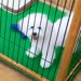 ケースに入らないほど成長し『売れずにいた犬』→店員に『里親を探す』と言われ…感動的な『7年後の光景』が63万再生「ご縁だ」「幸せそう」