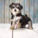 ヨープーってどんな犬？性格や特徴/寿命/子犬の価格とブリーダーについて