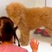 『売れ残っていた大型犬』を飼って8ヶ月後…思った以上にすくすく大きく育った『1歳の現在』が14万再生「1歳には見えない」「威力すごそう」