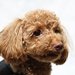 トイプードルの基本の飼い方！しつけや迎える準備、選び方まで