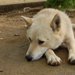 犬のアカラス症の原因から症状、治療法について
