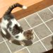 夜7時、玄関ドアを開けた結果→突然『野良子猫』が入ってきて、家にいた犬に…まさかの展開が131万再生「可愛い」「一目惚れかな」現在の様子も