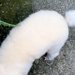 近所のおじさんに『これは犬なの？なんて種類の動物？』と言われた犬→頭を見ると…思わず納得する『まさかの光景』に1万いいね「尖りに尖ってる」