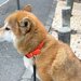 お散歩中、犬が『動きたくない』と拒否→足元を見てみると…想像を上回る『まさかの光景』に5万いいね集まる「逆にすごいｗ」「ハチ公かな？」