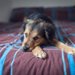 寝たきりの老犬のためにできるご飯を与える時のポイント5つ