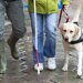 盲導犬に向いている犬種とは？理由や仕事内容を解説