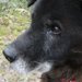 現代に起きる深刻な問題、高齢者が老犬を介護する「老老介護」