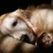 犬が寝たきりになった時、床ずれの防止と老犬の介護の方法について