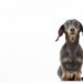 ミニチュアダックス（スムース）ってどんな犬？性格や特徴、しつけ方まで