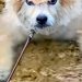 モフモフの犬が川で潜った結果→顔をあげたら、頭が…思わず二度見する『ワイルドすぎる光景』に爆笑「凛々しい顔」「カツラみたいで面白いｗ」
