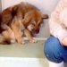 捕獲時、警察官を噛んでしまった犬→施設の奥で怖がり、震えていて…愛情を与えた後の『嘘のような表情』が49万再生「涙出る」「幸せになって」