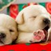 可愛い子犬の画像14選！キュンキュンすること間違いなし