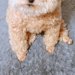 朝、ゴミ捨てのため『5分間だけ外に出た』結果→帰宅後、家で待っていた犬が…『愛おしすぎる光景』に7万いいね「反則」「泣けるほど可愛い」