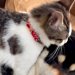 保護猫が『犬のことを好きになりすぎた』結果→抱きついても、されるがままで…愛に溢れすぎている光景が29万再生「可愛いふたり」「癒される」