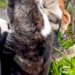 『お母さんが帰ってくる！』と気付いた3頭の大型犬→庭の塀から顔を出して…保育園児のような『帰宅待ちの光景』に絶賛「嬉しそう」「幸せ空間」