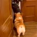 娘が『犬のいる友人宅』に遊びに行った結果→帰ってきた瞬間に…まさかの『可愛すぎる取り調べ』が9万再生「尋問で草」「ヤキモチやいてるｗ」