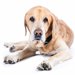 高齢犬が震えるのはなぜ？病気との見分け方や家庭でのケア方法