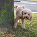 犬はどのくらいおしっこを我慢できるの？我慢しすぎたらどうなる？