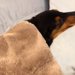 布団をかけて眠っている犬→ふと、めくってみた結果…思わず二度見してしまう『まさかの光景』が70万再生「新幹線みたいｗｗ」「ウナギで草」