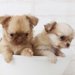 世界一小さい犬はどの種類？ギネス記録から超小型犬が抱えるリスクまで