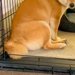 お留守番のため『ハウス』するよう命じられた犬→帰宅後、完全に拗ねていて…愛おしい『態度』に反響「寂しかったんだよね」「ツンデレ可愛すぎ」