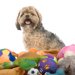 マルシーズー（マルチーズ × シーズー）ってどんなミックス犬？特徴や性格から飼い方・価格相場まで解説