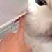 新築の壁が破壊されていたので、大型犬に『誰がしたん？』と質問→あまりにもしらじらしい『態度と表情』が26万再生「顔ｗｗ」「証拠隠滅は草」