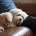 老犬の病気と毎日の健康管理