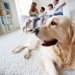 飼いやすい犬ランキング20選！小型、中型・大型の理由や種類