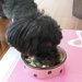 犬の手作りご飯！必要なタンパク質の計算方法や肉の量の目安