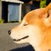 柴犬が噛む時のしつけ方とは？子犬と成犬で変わる対処法