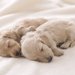 犬の妊娠期間中や出産で気をつけること