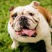 【獣医師監修】イングリッシュ・ブルドッグ｜犬種の特徴と性格、飼い方や価格相場まで解説