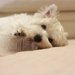 子犬のかじり癖の理由2つと対策3つ！