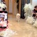 ぶっつけ本番で『結婚式のリングドッグ』を任された大型犬→新郎に向かって…思いもよらない『まさかの事件』が話題「襲ってるｗ」「可愛さ全開」