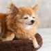 「ペット終活」とは？シニア期・持病のある愛犬に飼い主ができる事と心構え