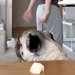 『梨を食べちゃダメだよ、ちょっと待っててね』と犬に伝え、別室に行った結果→思わず笑う『三度見』と結末が162万再生「かわええ」「期待通り」