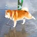 雨上がりの散歩中、水たまりに入ろうとする犬→思ったよりも深くて…『感情がダダ漏れなリアクション』が16万再生「マジで情けなくて草」と爆笑