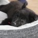 犬用のベッドの選び方について