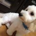 マルックスってどんな犬？特徴や性格/寿命/子犬の迎え方から値段の相場まで　