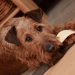 犬にアイスを与えても大丈夫？健康上のリスクについて