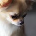 犬の糞が臭いと寿命が短いって本当なの？