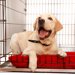 犬のおしゃれなケージ４選！