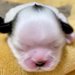 『誰が想像できた？』スヌーピーカラーの赤ちゃん犬→予想できなかった『まさかの成長過程』に1万いいね「全部可愛い」「2度美味しい」と絶賛