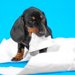 犬がティッシュを食べた時の対処法！１枚や少量でもダメ？危険性を解説