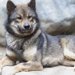 川上犬の性格や特徴は？値段や寿命についてもご紹介