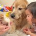 『2匹の赤ちゃん子猫』を預かった結果→気になった『女の子と犬たち』が…尊すぎる『仲間が増えた瞬間』が30万再生「お世話上手」「目が優しい」